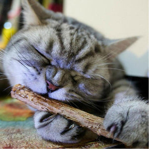 15/20pcs Cat Cleaning Teeth Natural Catnip Pet Cat Molar Toothpaste Stick Matatabi Actinidia Fruit Silvervine Cat Snacks Sticks